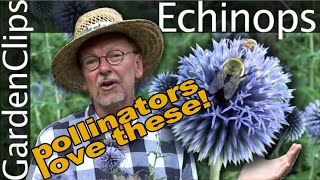 Echinops ritro - Globe Thistle - Growing Echinops