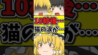 10秒後・・・バナナが嫌いで食べられず猫が泣く！？ #shorts #ゆっくり茶番劇 #博麗霊夢