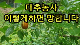대추나무 꽃 필 때 약 안 치면 어떻게 될까