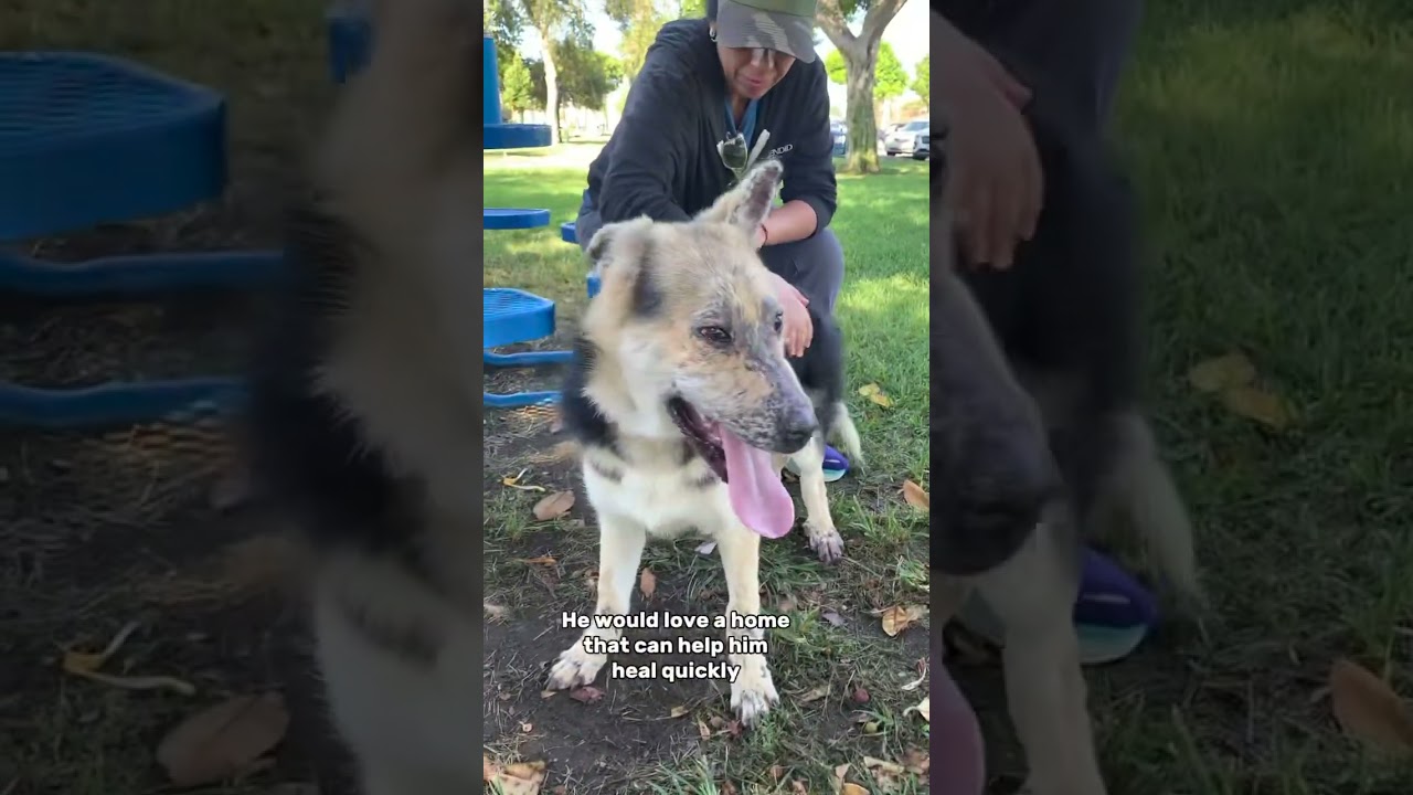 Enlarge Thor, a Adoptable German Shepherd Dog in Burbank, CA video 6/6