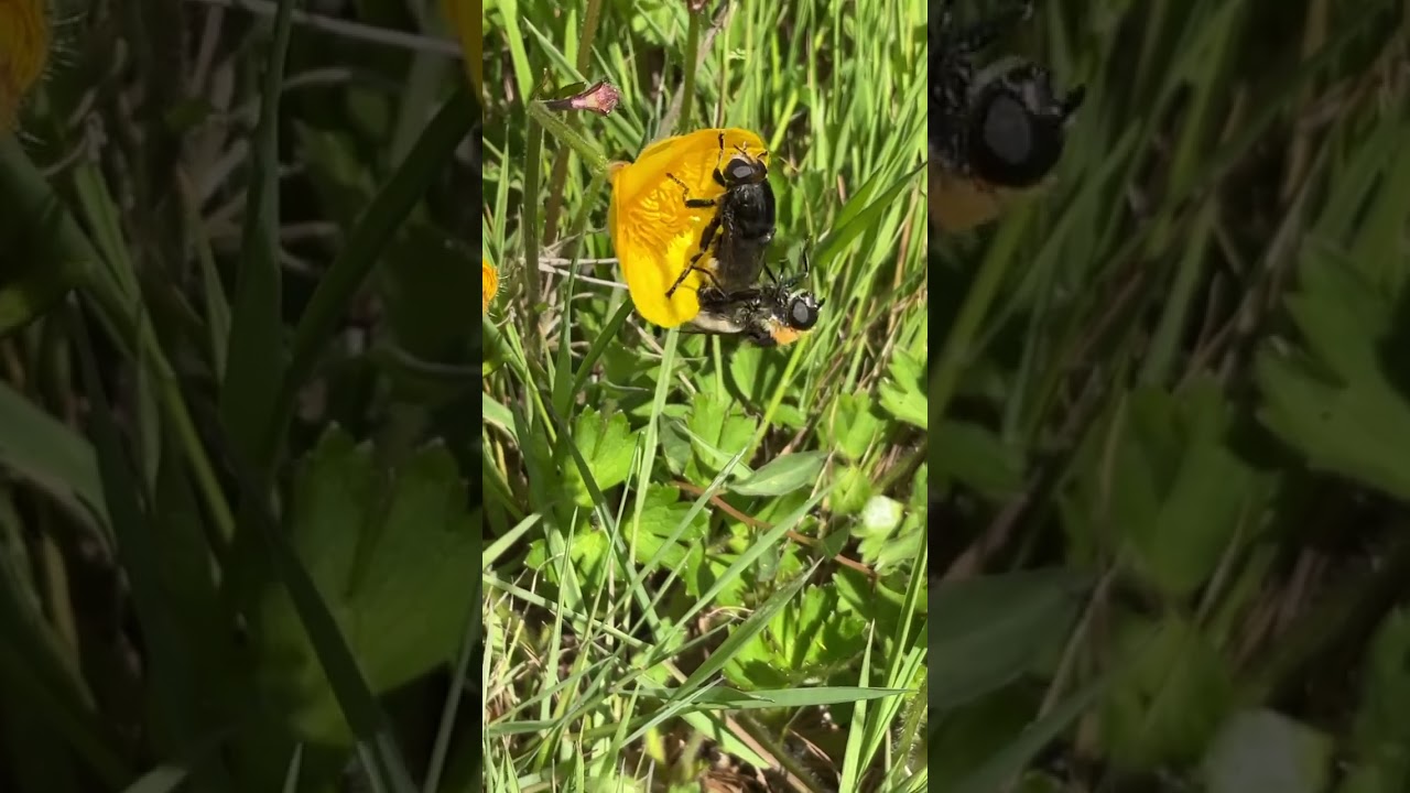 Bee Mimic Hoverflies Mating! The Sound They Make 🤣 One of my fave things I’ve Ever Filmed 🤣