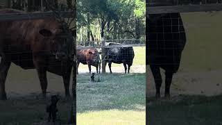 And they want more! #cow #farming #farmlife #shorts