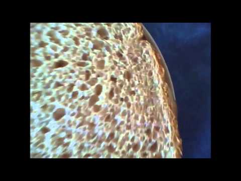 Exclusive Look Inside of a Sandwich