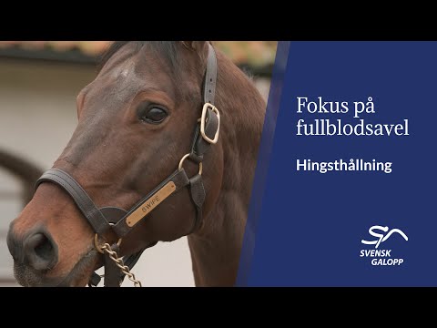 Hingsthållning - Ivan Sjöberg