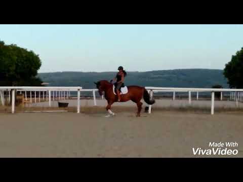 4 jährige Fürst Wilhelm - Dimaggio - Brentano II