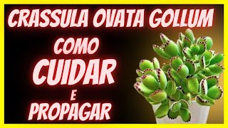 CRASULA OVATA GOLLUM – COMO CUIDAR DA ORELHA DE SHREK/#CANAL DARK PLANTAS