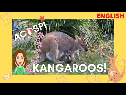 Kangaroo with Baby Kangaroo | Fun Facts I Educational Video for Kids I ACOSPI
