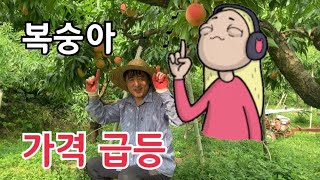 복숭아 수확 가격 급등 기쁨기쁨 이렇게 포장하여 출하 합니다