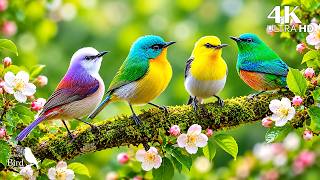🎹 Soothing Birdsong & Soft Piano 🌿 | Relax, Unwind & Find Inner Peace