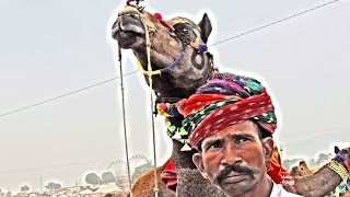 preview picture of video 'Time-Lapse  Pushkar  CAMEL FAIR 2014'