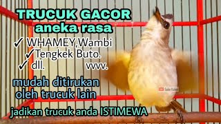 Download lagu Trucukan anda akan jadi ISTIMEWA dengan masteran trucuk gacor isian Whamey ini mp3