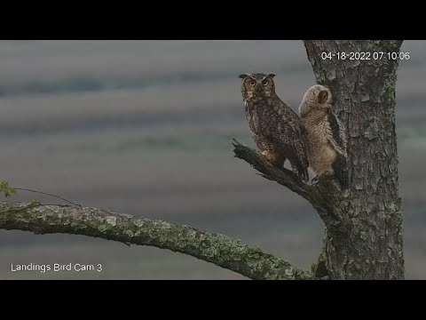 Great Horned Owl Fledgling Explores Treetops With Help From Parent – April 18, 2022