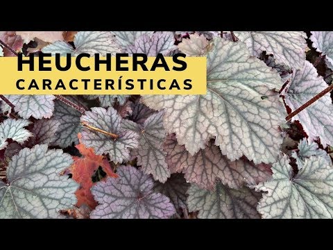 , title : 'Características de las heucheras - Bricomanía - Jardinatis'