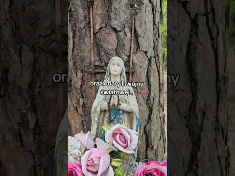 Cmentarz pacjentów szpitala psychiatrycznego #eksploracja #urbex #cmentarz #szpitalpsychiatryczny