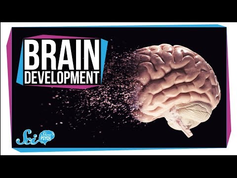 When Does Your Brain Stop Developing? Video