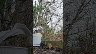 Cedar Waxwing #FreedomFriday