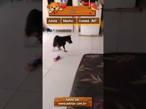 Vídeo de Bob