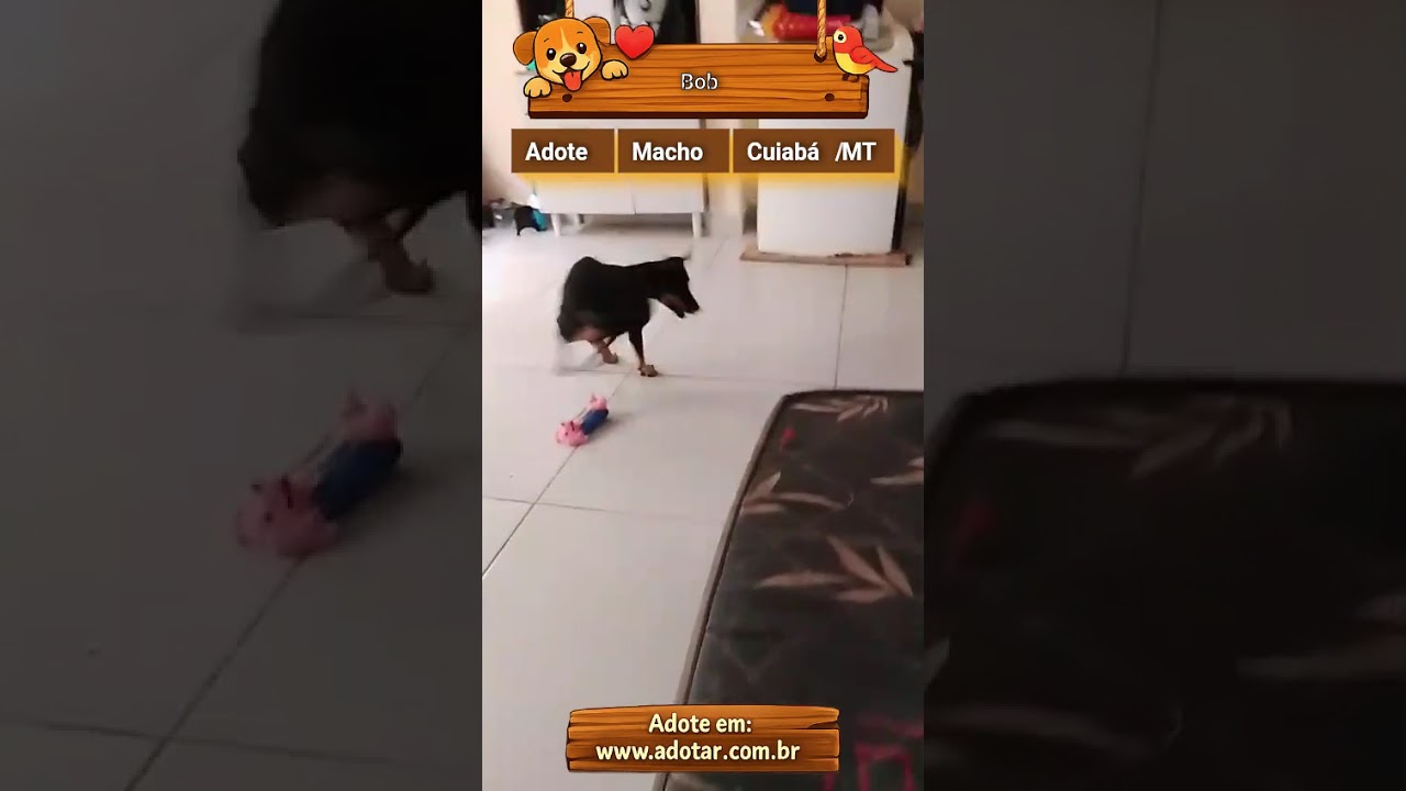 Cachorro raça SRD-ViraLata idade 2 a 6 meses nome Bob