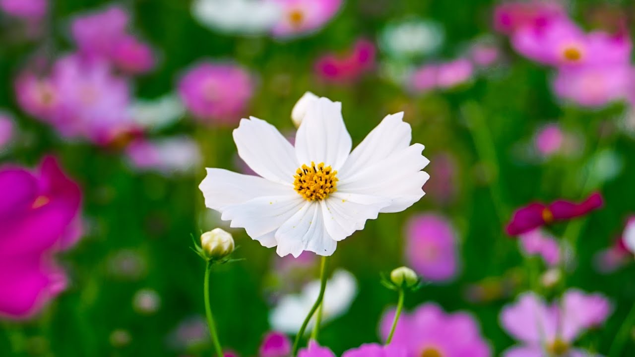 カラーグレーディングBefor&After/16選〜最近撮影したカットから〜