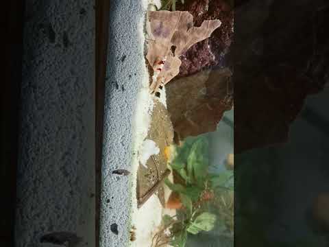 #music #milliondollarbaby #cover #hiphop #remix #beats #aquarium #movie #aquascape #fishtank