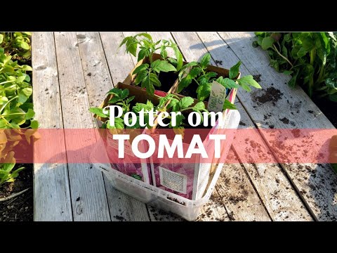 , title : 'Potter om tomat'