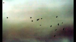 Alcest - Là Où Naissent Les Couleurs Nouvelles (HD)