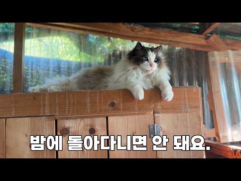 울타리가 있어도 밤마다 산골 고양이들을 꼭 집에 들이는 이유