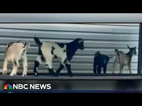 Baby goats in mobile petting zoo expose North Carolinians to rabies