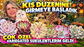 VERANDAMIN YENİ DÜZENİ VE ÇOK ÖZEL VARIEGATED SUKULENTLERİM GELDİ #sukulent 