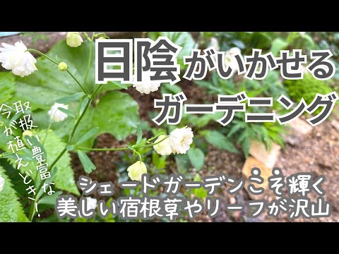 ルリヂサは日陰でも育つ 2024