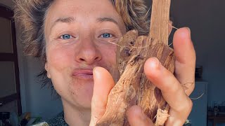 Cat’s Claw Tea - Magic weapon to alleviate chronic gut issues #shorts #medicalmedium #catsclaw