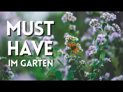 Oregano: Warum er in jeden Garten gehört | Echter Dost