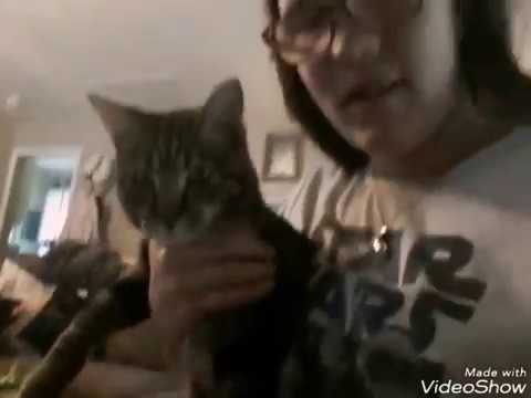 Jude the Cat Burglar