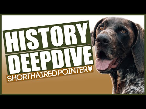 The History Of The GERMAN SHORTHAIRED POINTER