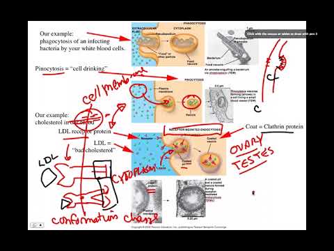 LDL and cholesterol, BIO105 Introductory Biology, David Champlin, USM