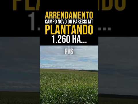 ARRENDAMENTO PLANTANDO EM CAMPO NOVO DO PARECIS NO MATO GROSSO