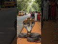 RARE Three Headed Cobra Spotted on Roadside!
