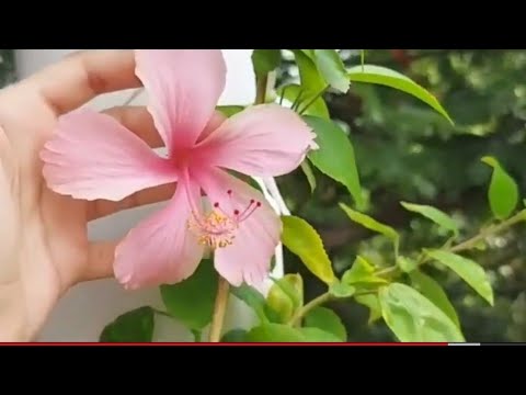 DAILY ONE FLOWER IN MY GARDEN | FLOWER COLLECTIONS | HIBISCUS | KAMALIKA'S LIFESTYLE |TAMIL