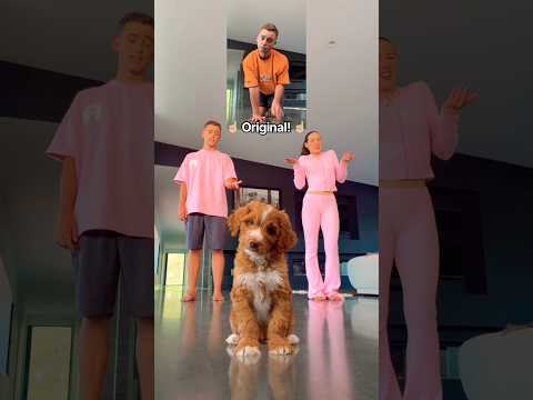 Puppy Dance Class! 😱🐶 BEHIND THE SCENES! 🎥🤣 #puppy #dance #viral