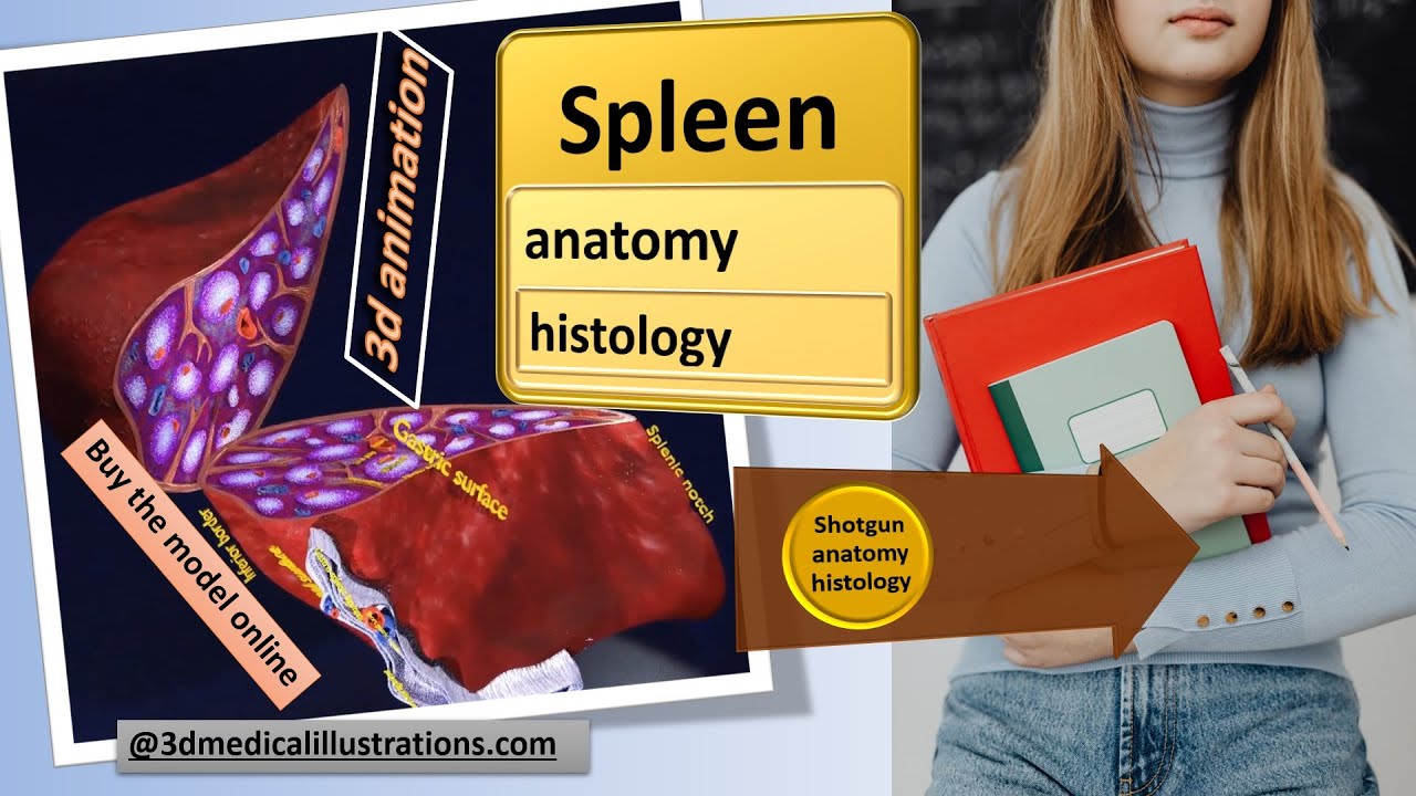 3D Spleen Anatomy Microscopy Labelled 3D Model