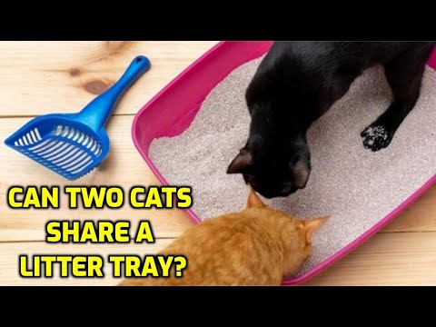 Can Two Cats Use The Same Litter Box?