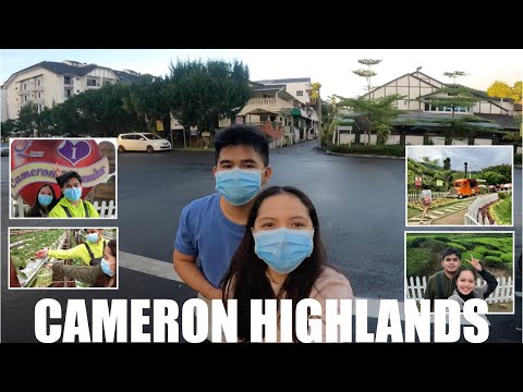 image-Where are the Cameron Highlands?
