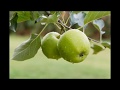 June Apple-Mudcrutch
