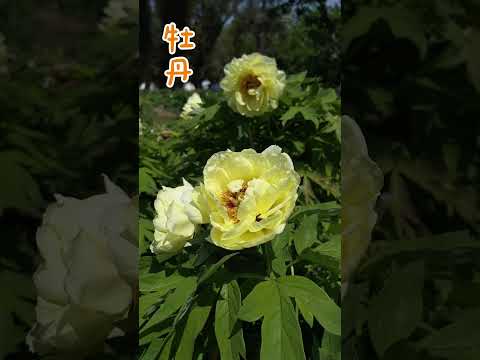 大きな草原ボタン 植物