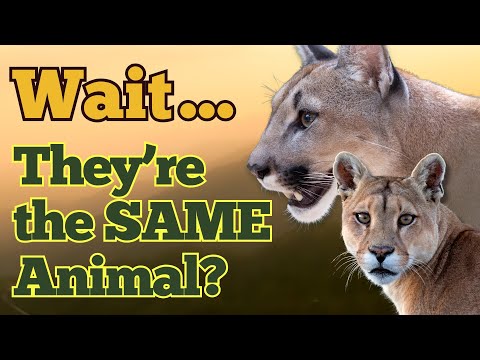 Difference Between Puma And Cougar