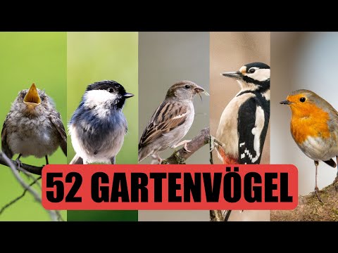 52 häufige Gartenvögel | Gesang, Aussehen und mehr
