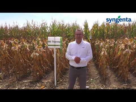 Testimonial Syngenta - AgroFest Chemark Rom, Dumbravioara, Mures - 8 septembrie 2017