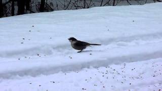 preview picture of video 'Gray Jay - 5 Feb 2012 - Hulbert's Bog, Chippewa Co, MI'