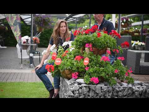 Grand Idols Pelargoniums – Showgarden Highlights 2020