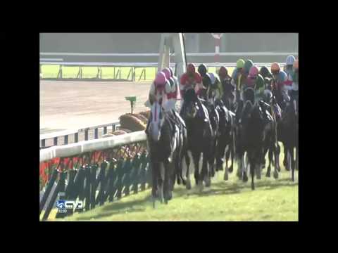 2015.10.25 Kikuka Sho (Japanese St. Leger) - Kitasan Black